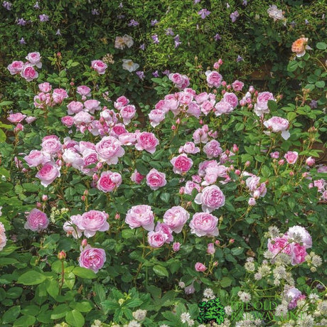David Austin 'The Ancient Mariner' Pink English Shrub Rose 6Ltr Pot