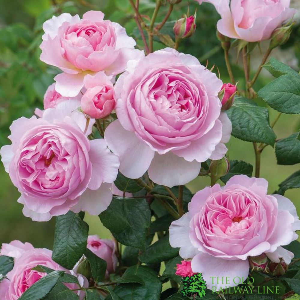 David Austin 'The Ancient Mariner' Pink English Shrub Rose 6Ltr Pot