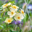 David Austin 'Tottering By Gently' English Shrub Rose Plant 6Ltr Pot