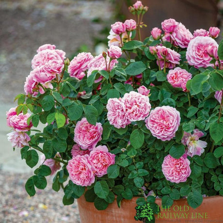 David Austin 'Eustacia Vye' Pink English Rose 6Ltr Pot