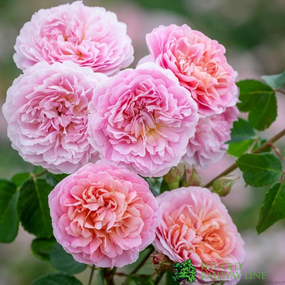 David Austin 'Eustacia Vye' Pink English Rose 6Ltr Pot