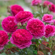 David Austin 'Gabriel Oak' Pink English Shrub Rose 6 Ltr Pot