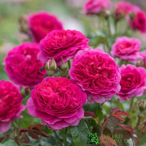 David Austin 'Gabriel Oak' Pink English Shrub Rose 6 Ltr Pot