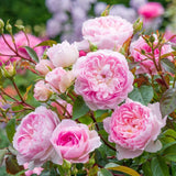David Austin 'Silas Marner' English Shrub Rose 6Ltr Pot
