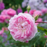 David Austin 'Silas Marner' English Shrub Rose 6Ltr Pot