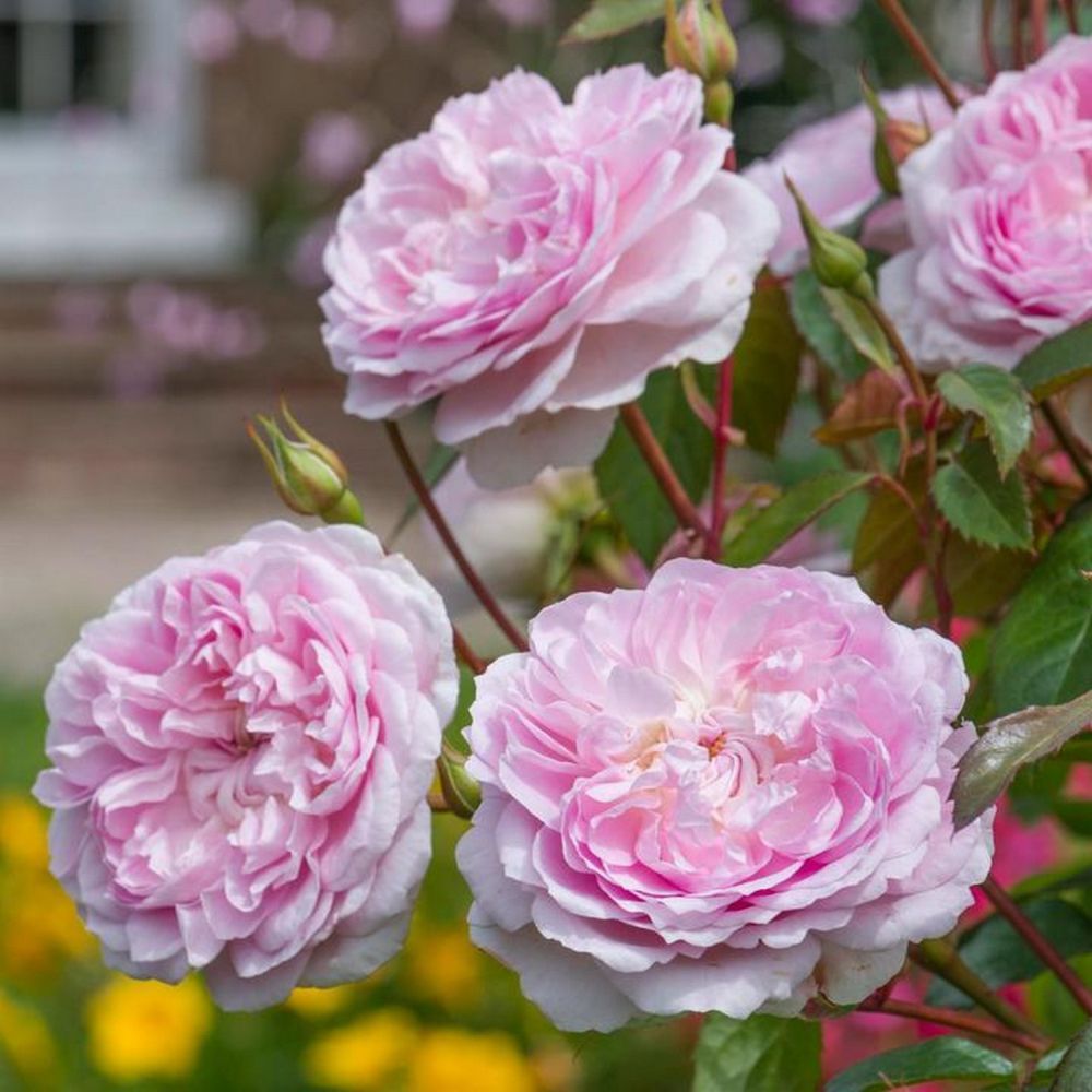 David Austin 'Silas Marner' English Shrub Rose 6Ltr Pot