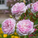 David Austin 'Silas Marner' English Shrub Rose 6Ltr Pot