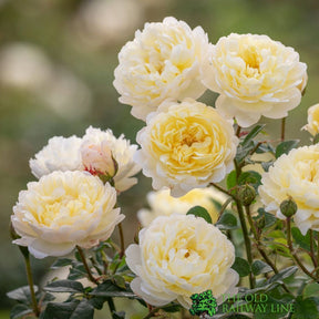 David Austin 'Nye Bevan' Yellow English Shrub Rose  6Ltr Pot