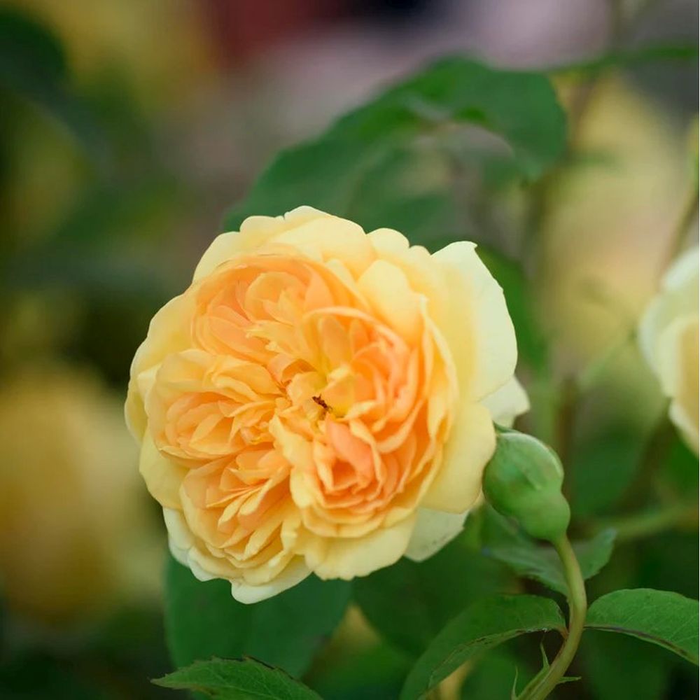 Apricot Rose 'Bring Me Sunshine' David Austin English Shrub Rose 6Ltr Pot