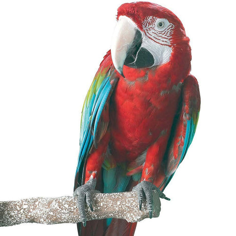 Beaks 30cm Large Seashell Covered Perch