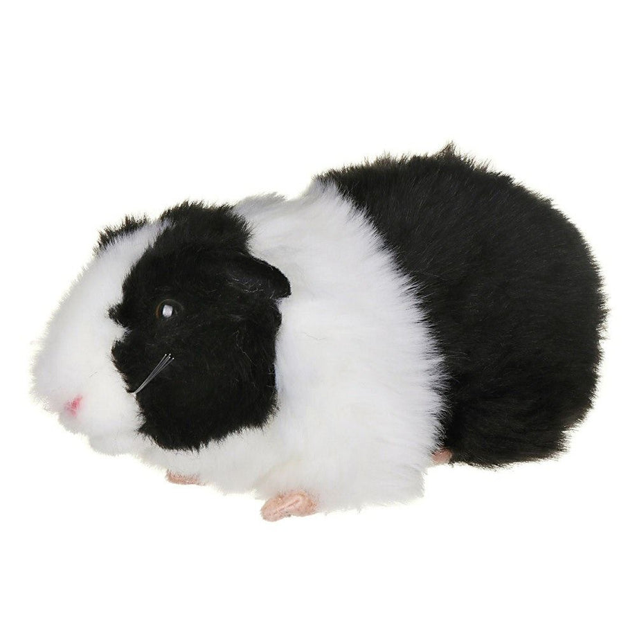 Fluffy white best sale guinea pig