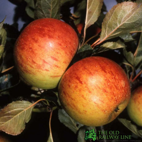 Apple Tree 'Sunset' Fruit Tree 12Ltr Pot