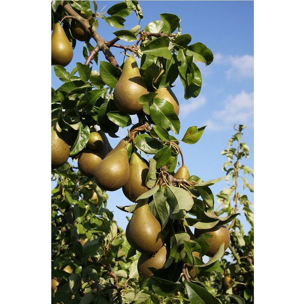 Pear Tree 'Conference' Fruit Tree 12Ltr Pot