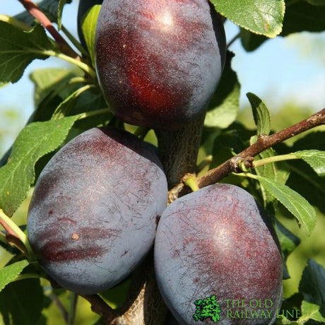 Plum Tree 'Marjories Seedling' Fruit Tree 12Ltr Pot