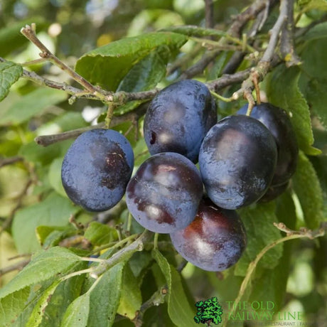 Damson Tree 'Merryweather' Fruit Tree 12Ltr Pot