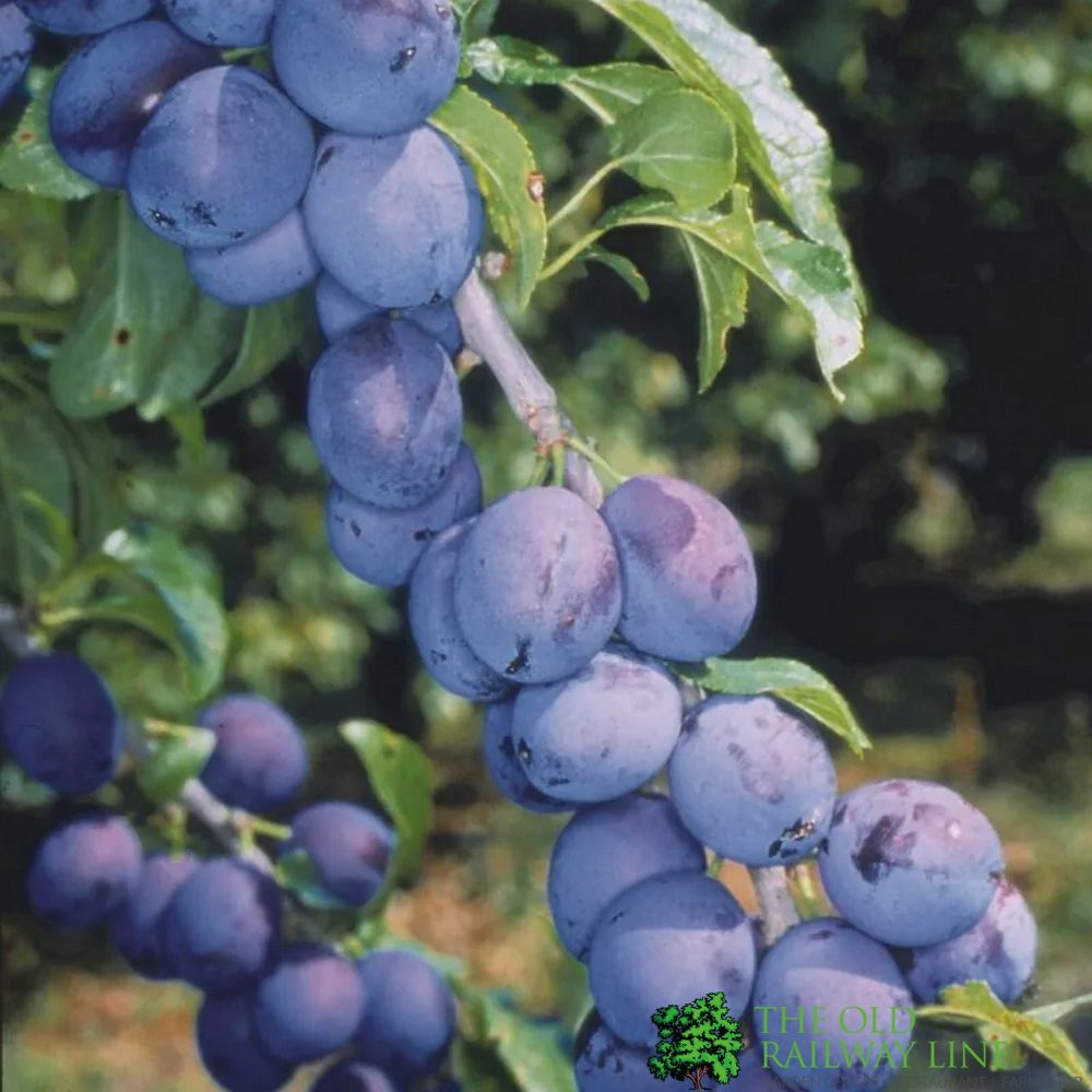 Damson Tree 'Shropshire Prune' Fruit Tree 12Ltr Pot