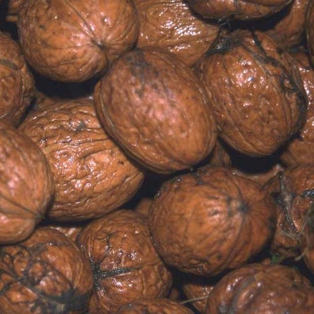 Walnut Tree 'Broadview' Fruit Tree 7Ltr Pot