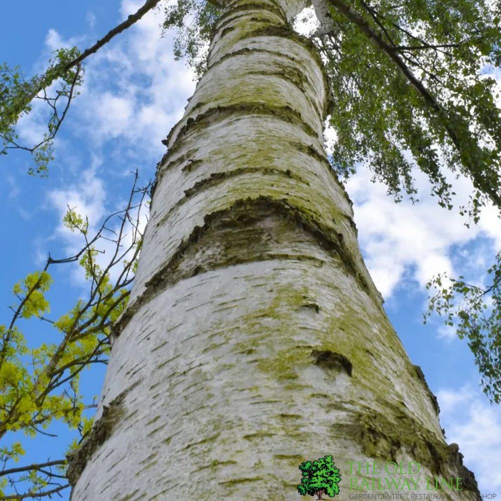 Betula alba Pendula 12Ltr Pot