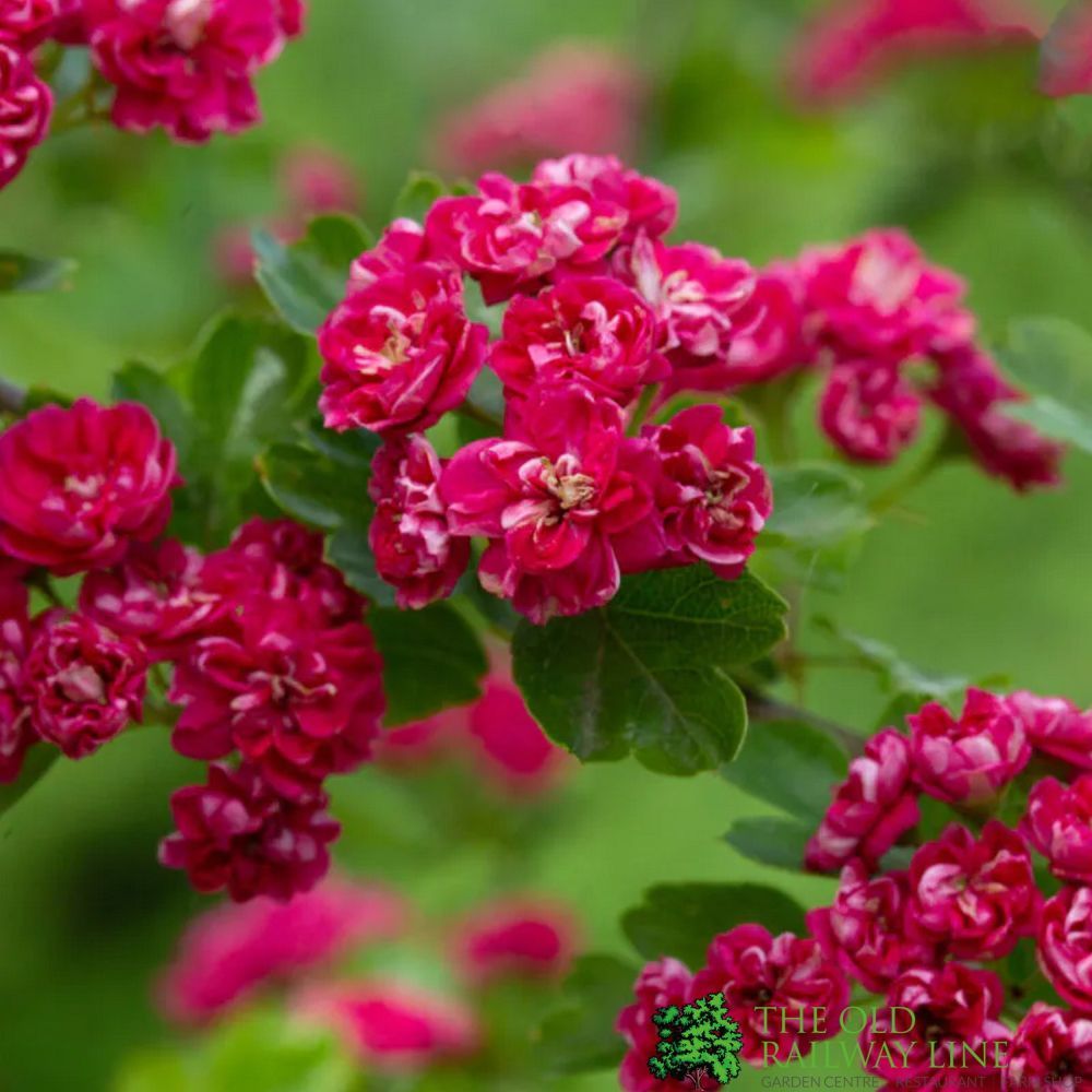 Crataegus Laevigata 'Pauls Scarlet' Thorn 12Ltr Pot