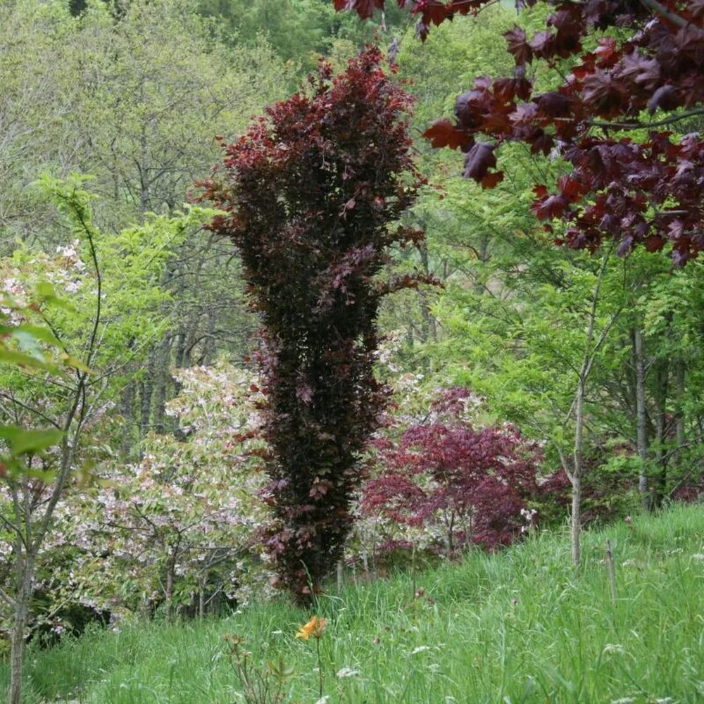 Purple Beech Tree Fagus Sylvatica 'Dawyck Purple' 12Ltr Pot – Old ...