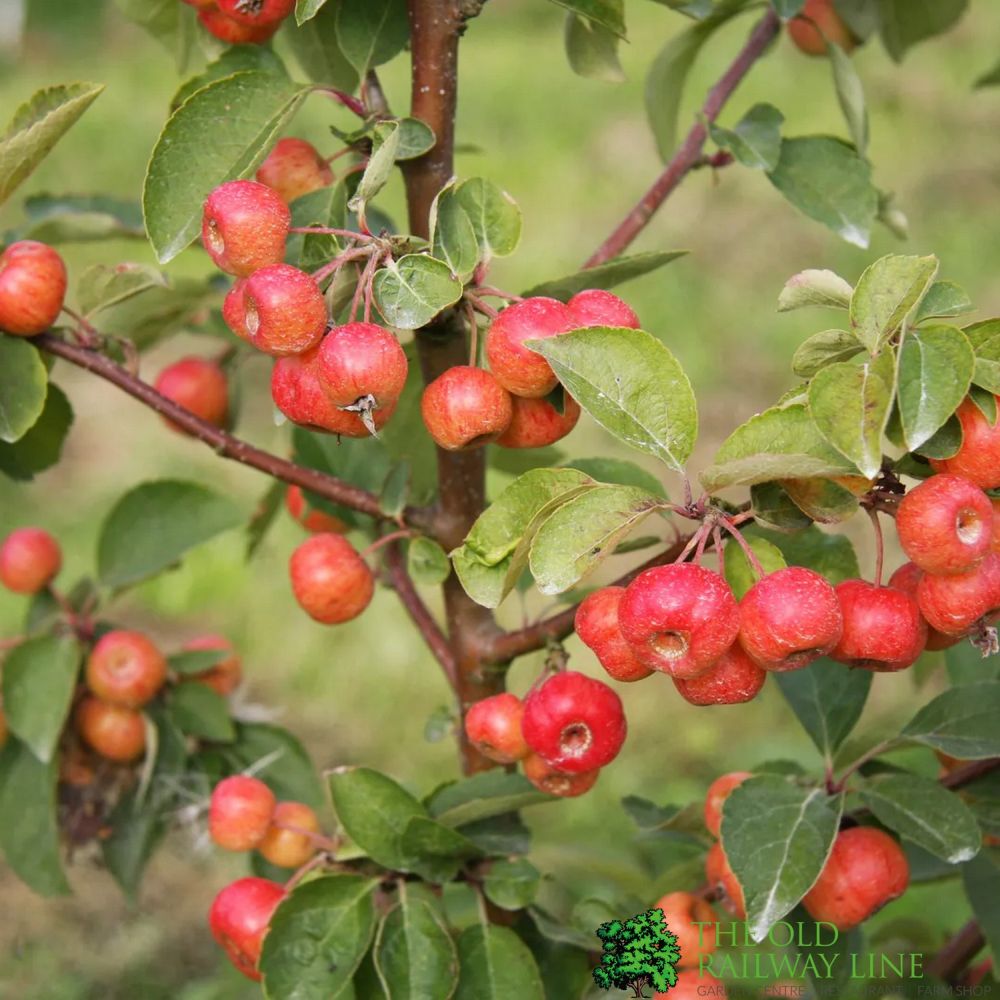 Crab Apple Tree 'Malus Evereste' 12Ltr Pot