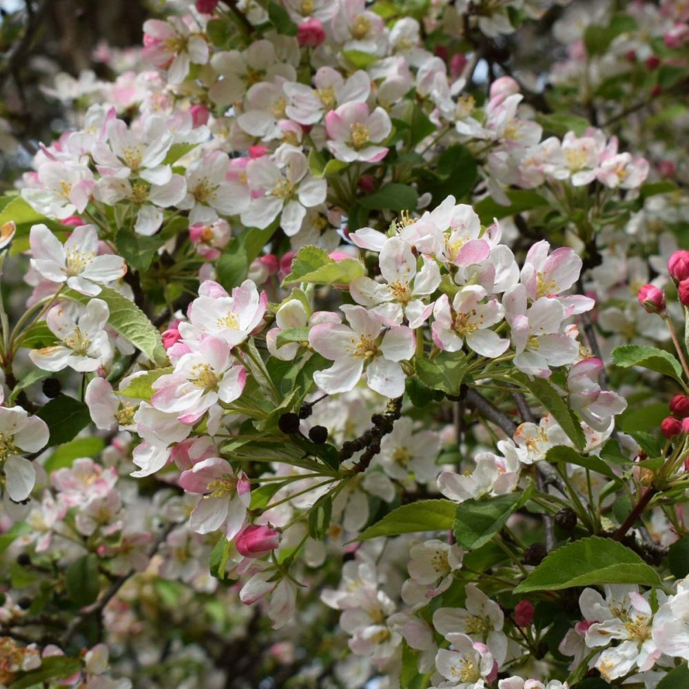 Crab Apple Tree 'Malus Floribunda' 12Ltr Pot