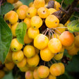 Crab Apple Tree 'Malus Golden Hornet' 12Ltr Pot