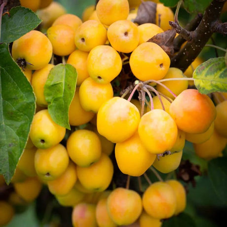 Crab Apple Tree 'Malus Golden Hornet' 12Ltr Pot