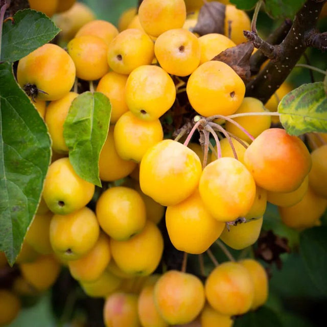 Crab Apple Tree 'Malus Golden Hornet' 12Ltr Pot