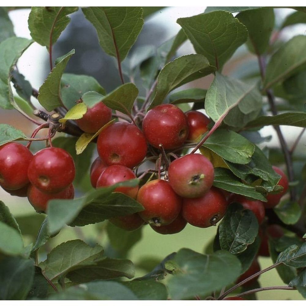 Crab Apple Tree 'Malus Gorgeous' 12Ltr Pot