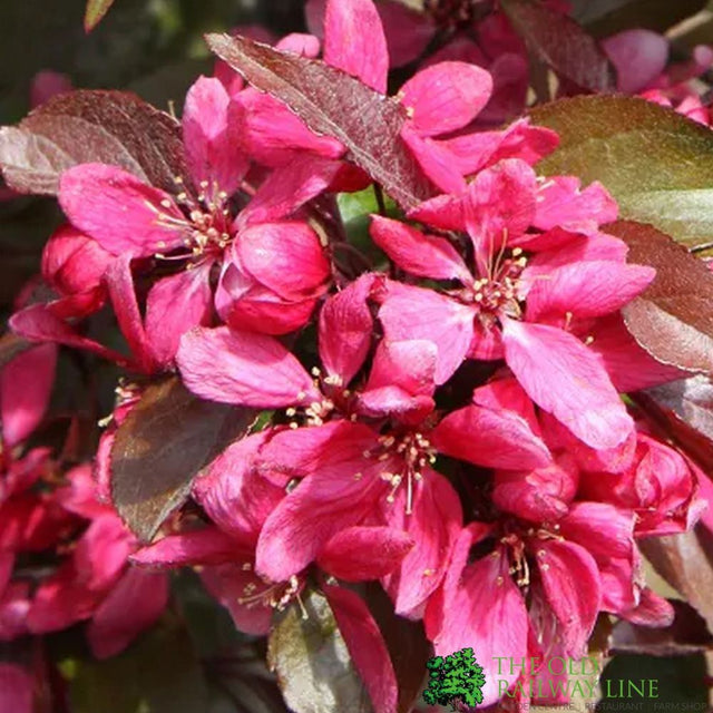 Crab Apple Tree 'Malus Profusion' 12Ltr Pot