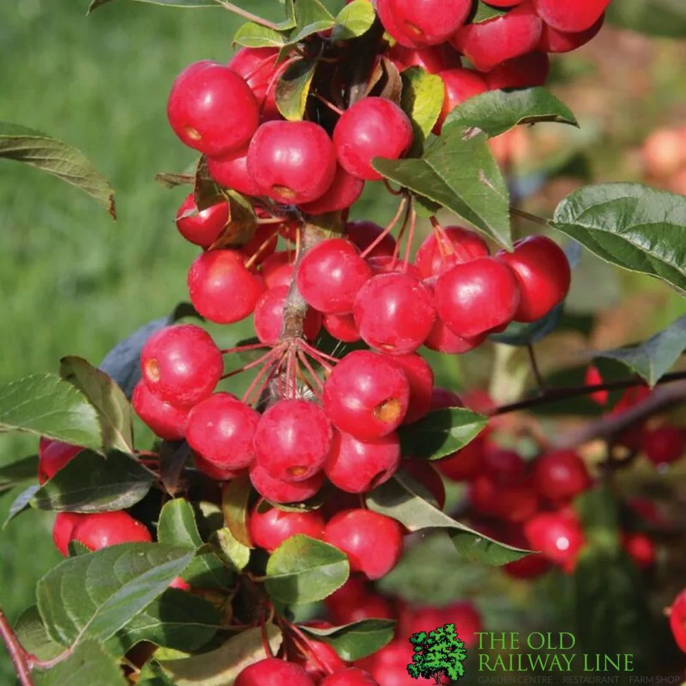 Crab Apple Tree 'Malus x robusta Red Sentinel' 12Ltr Pot