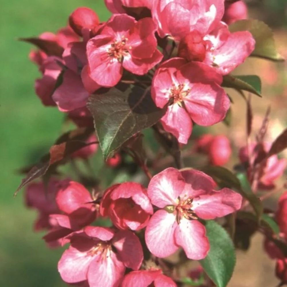 Crab Apple 'Rudolf' 12Ltr Pot