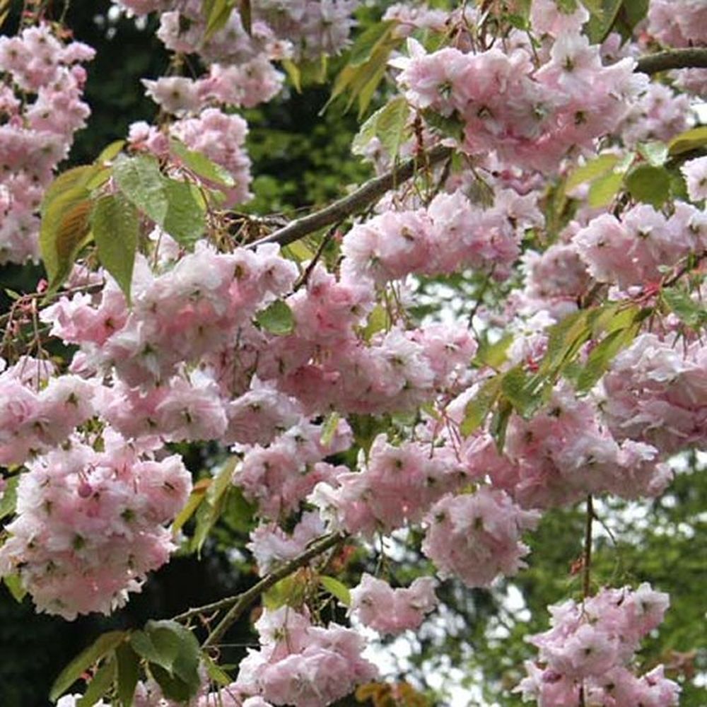 Prunus 'Kiku-Shidare-Zakura' Cherry Blossom Tree 7.5Ltr Pot
