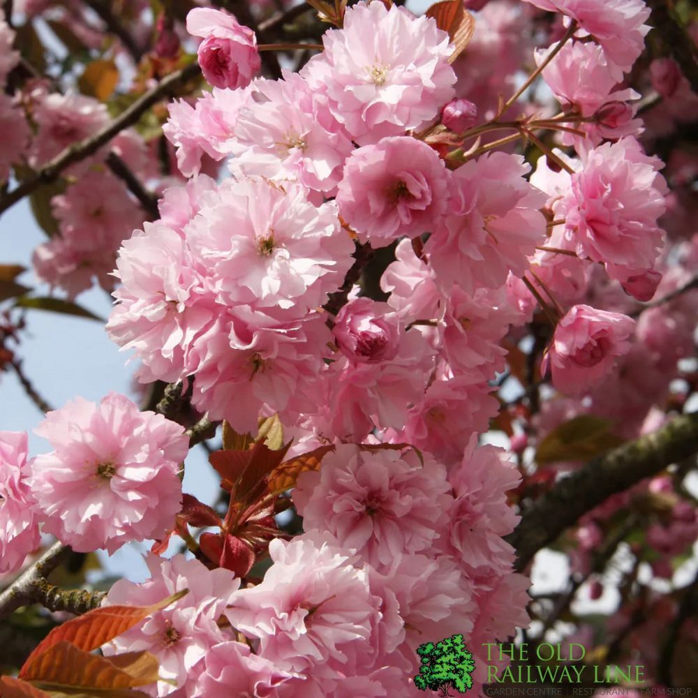 Prunus 'Kanzan' Tree 10Ltr Pot – Old Railway Line Garden Centre