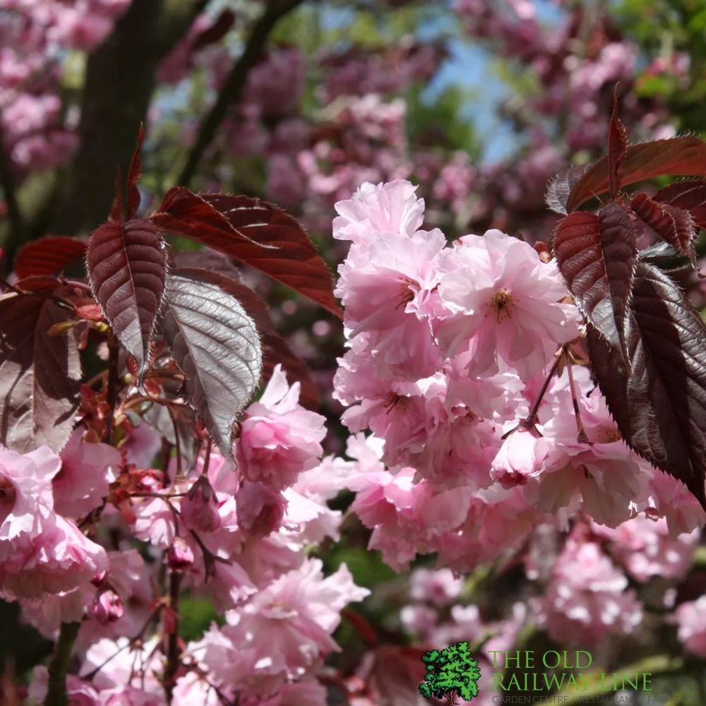 Prunus 'Royal Burgundy' Tree 12Ltr