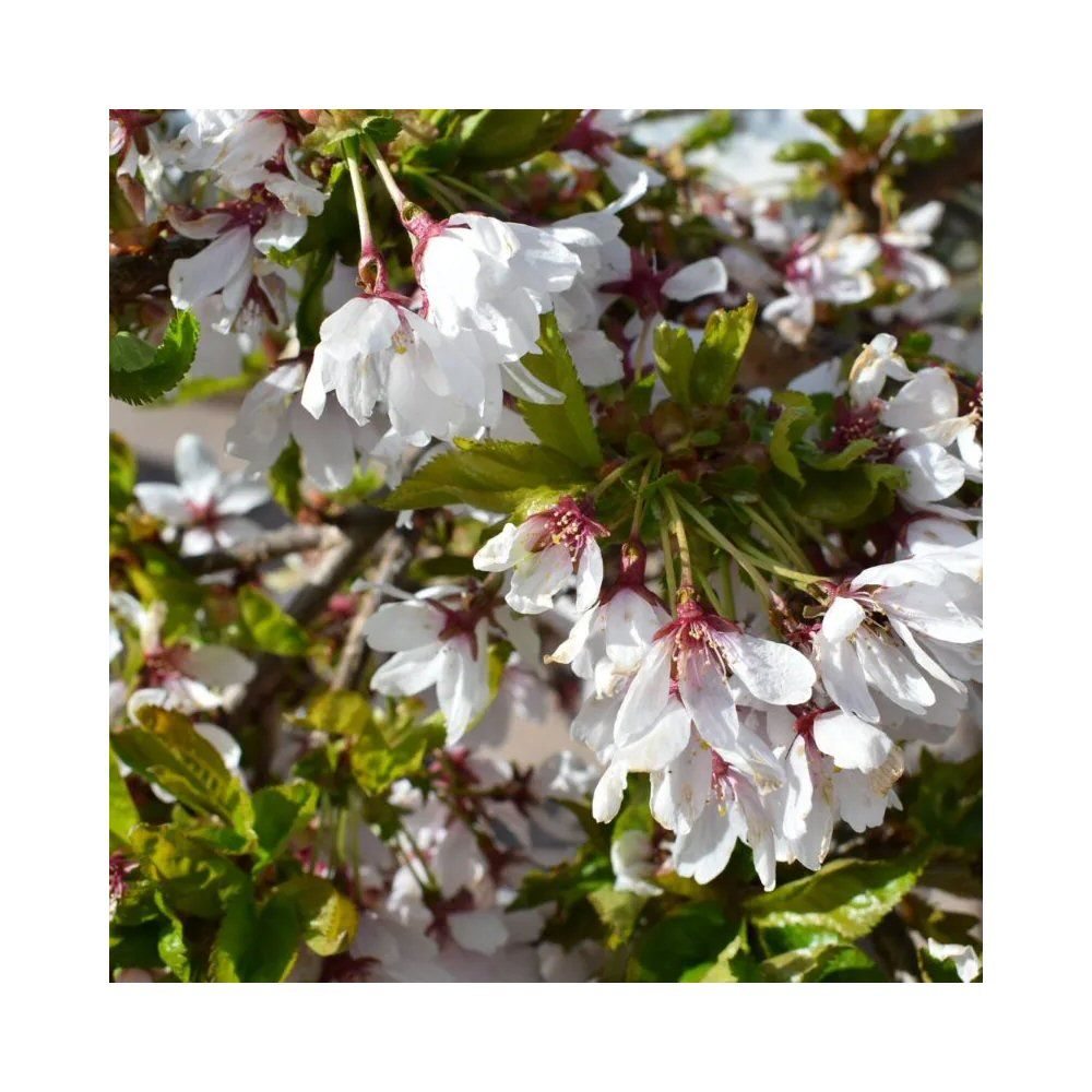 Ornamental Cherry Tree 'Snow Showers' 12Ltr Pot