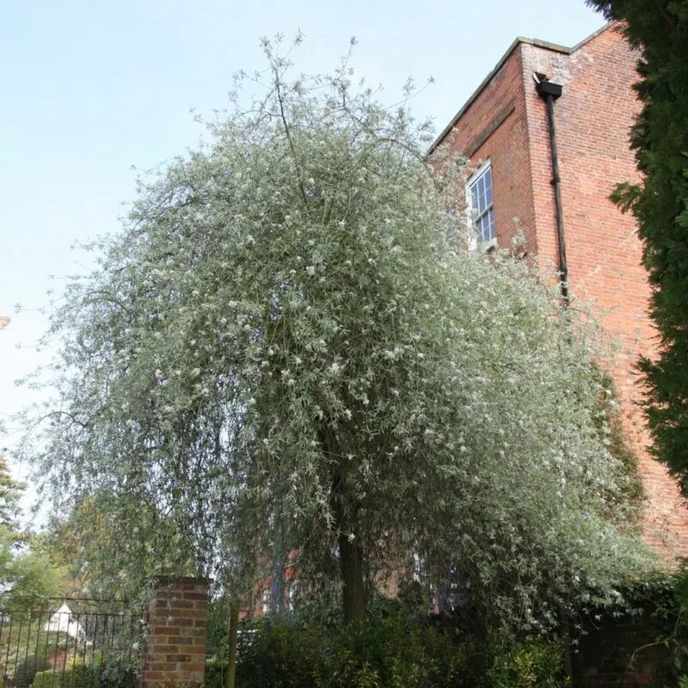 Pyrus Salicifolia 'Pendula' 12Ltr Pot