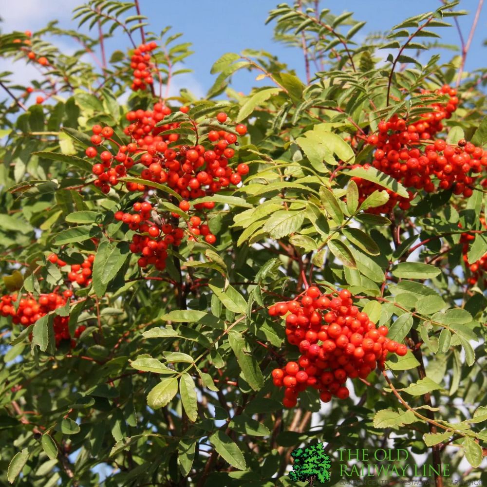 Sorbus Aucuparia 12Ltr Pot