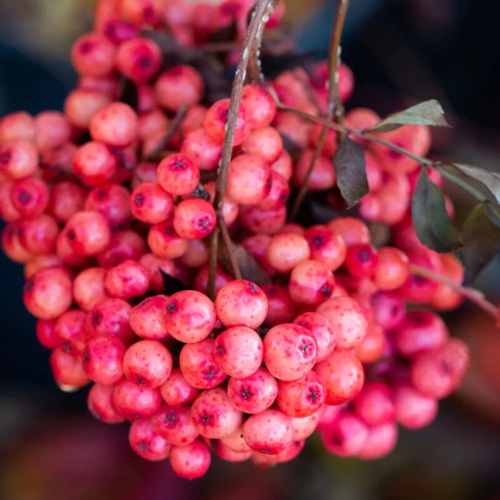 Rowan Tree Sorbus 'Eastern Promise' 12Ltr Pot