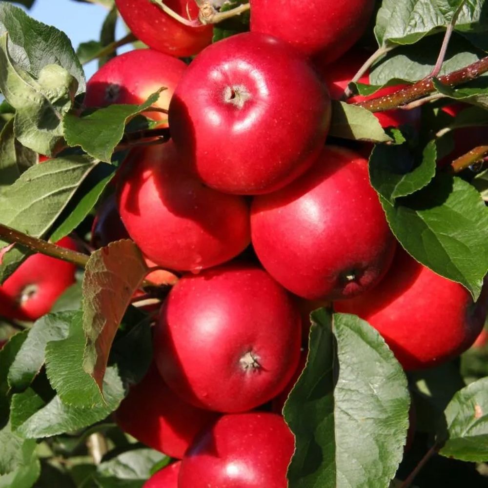Apple Tree 'Scrumptious' 12Ltr Pot