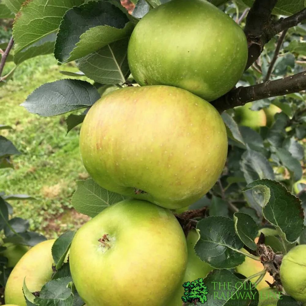 Apple Tree 'Bramley' 12Ltr Pot