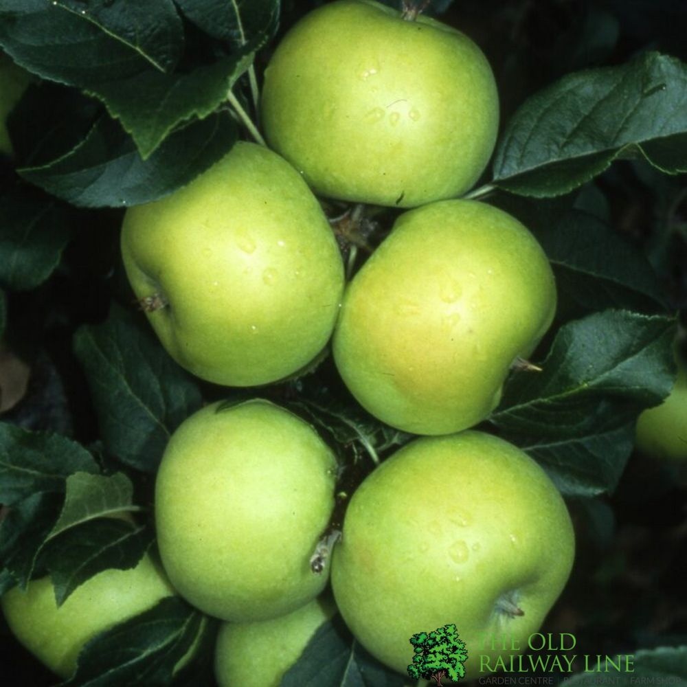 Apple Bush 'Limelight' 12Ltr Pot