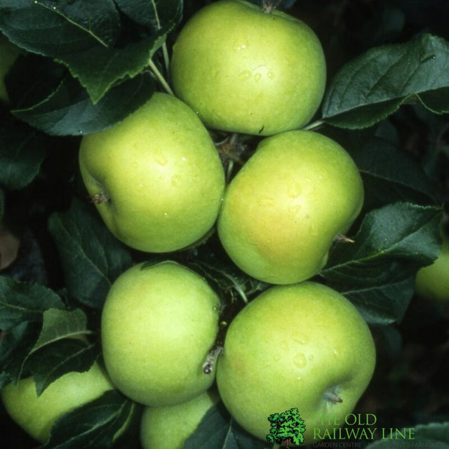 Apple Bush 'Limelight' 12Ltr Pot