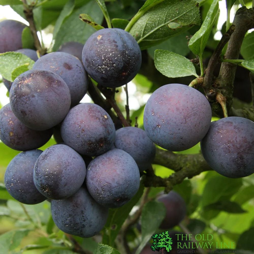 Damson Tree 'Farleigh' Fruit Tree 12Ltr Pot