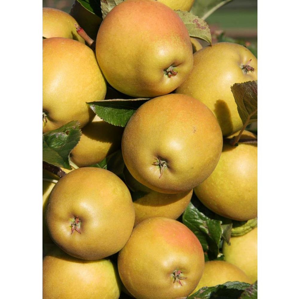 Apple Tree 'Herefordshire Russet' 12Ltr Half-Standard