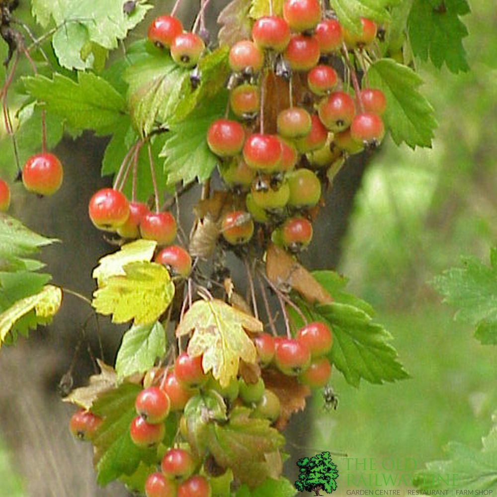 Crab Apple Tree 'Malus Florentina' 12Ltr Pot