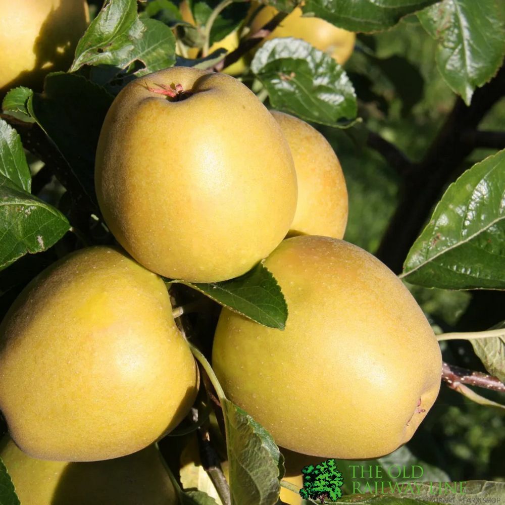 Apple Tree 'Herefordshire Russet' Fruit Tree 12Ltr Pot