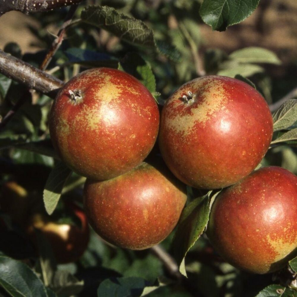 Apple Tree 'Cox Self Fertile' M26 Root Stock Fruit Tree 12Ltr Pot
