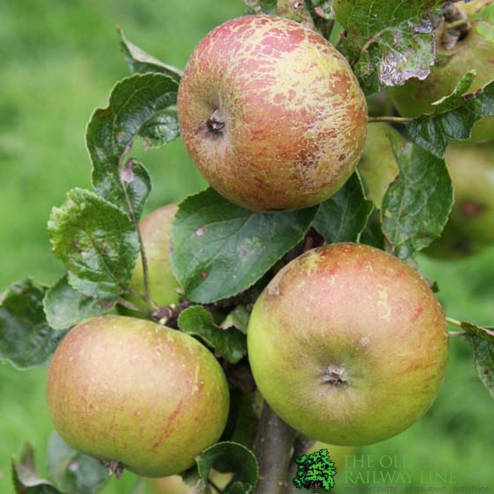 Apple Tree 'Pixie' Fruit Tree 12Ltr Pot